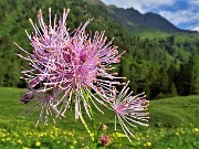 02 Thalictrum aquilegifolium  (Pigamo colombino) nei prati della Casera Mezzeno